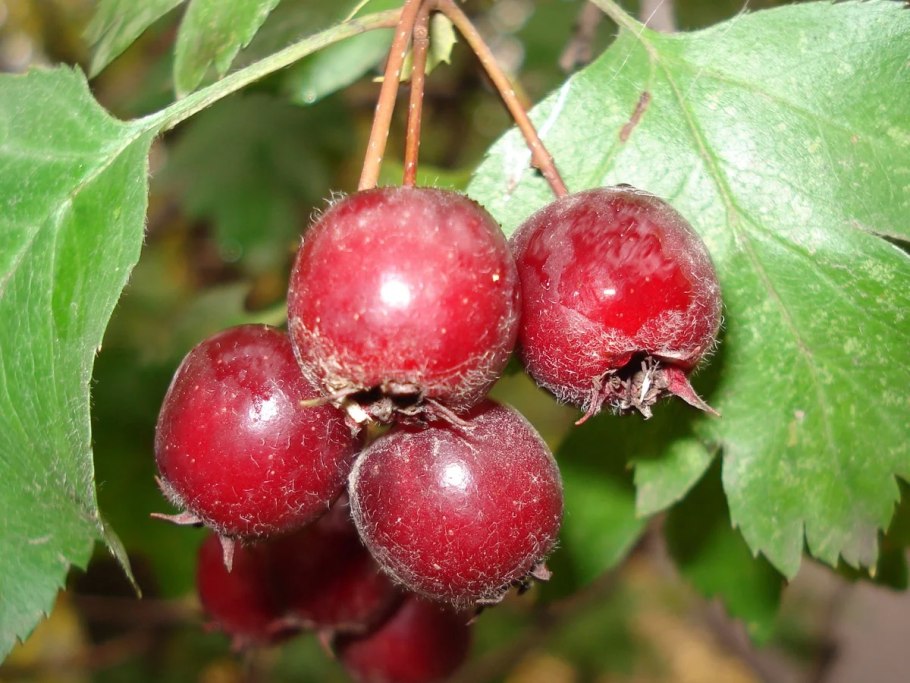 Ягоды боярышника желтые