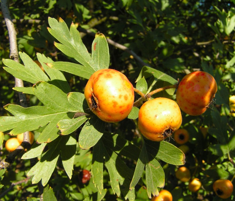 Боярышник Крымский