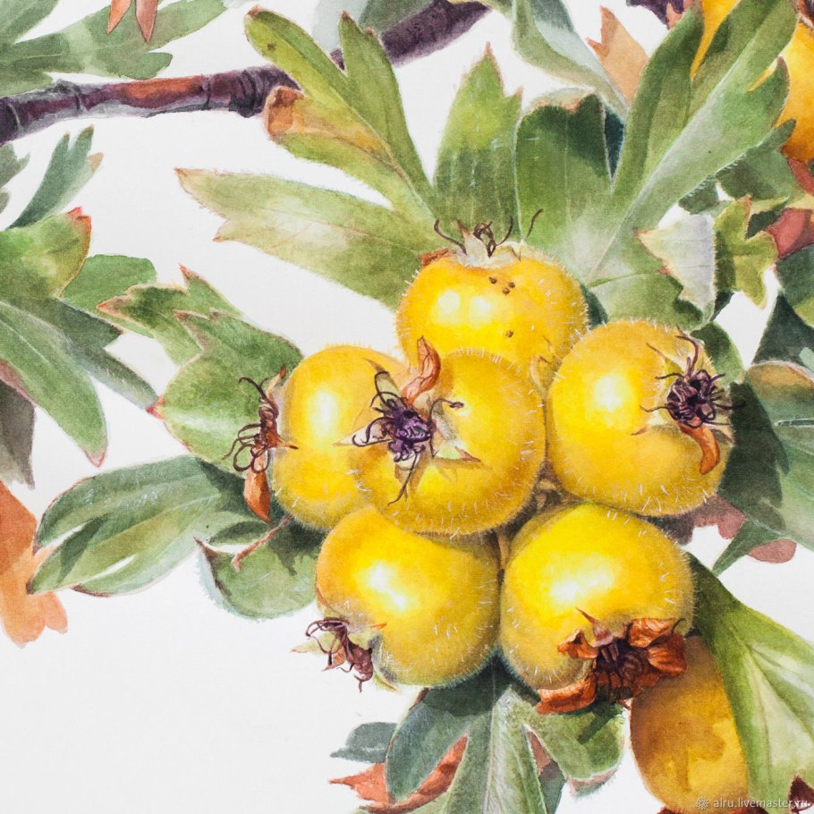 Боярышник Крымский поярковый