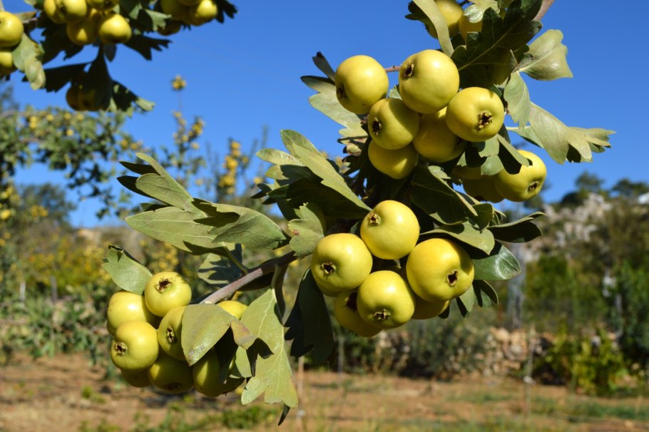 Боярышник Даурский