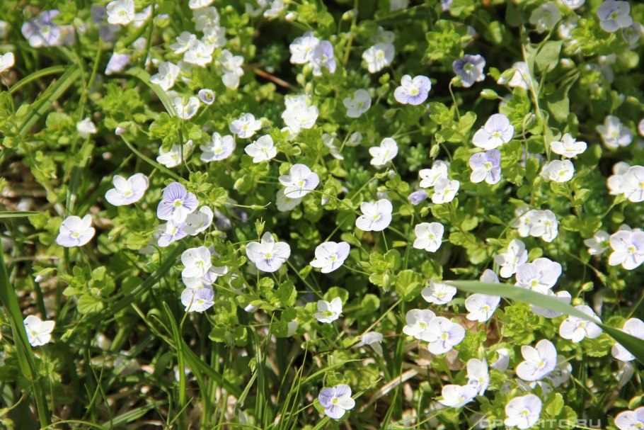 Вероника ползучая