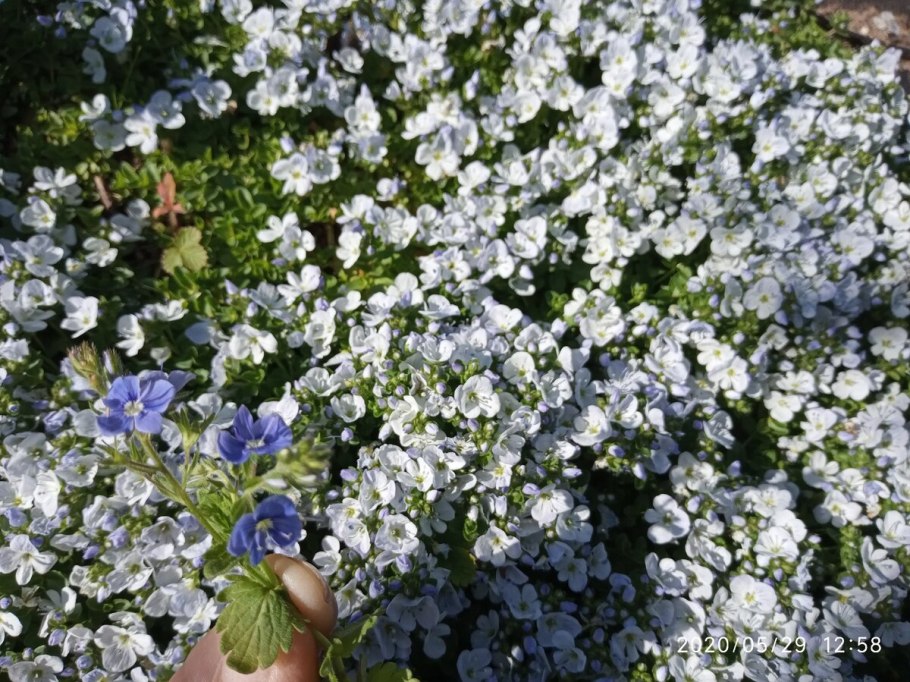 Вероника нитевидная газон