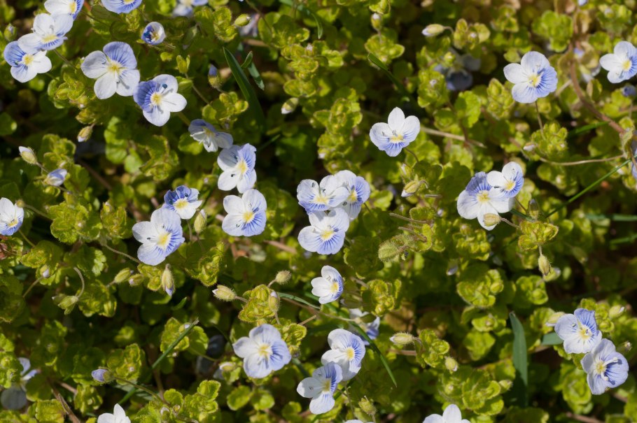 Вероника нитевидная Veronica filiformis