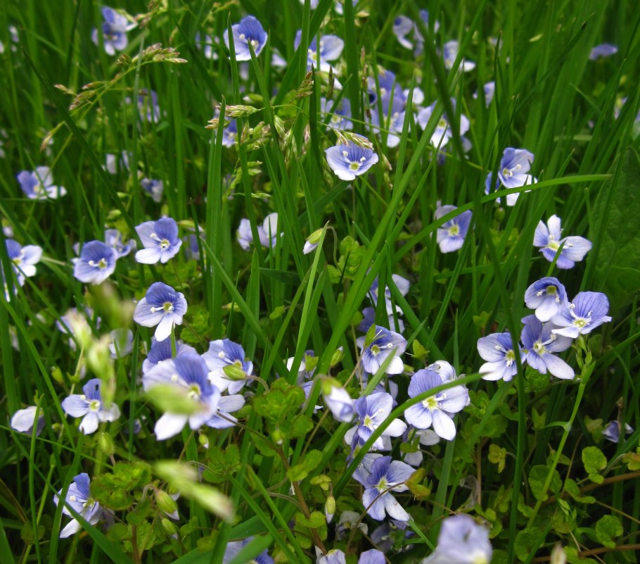 Травка Вероника почвопокровная