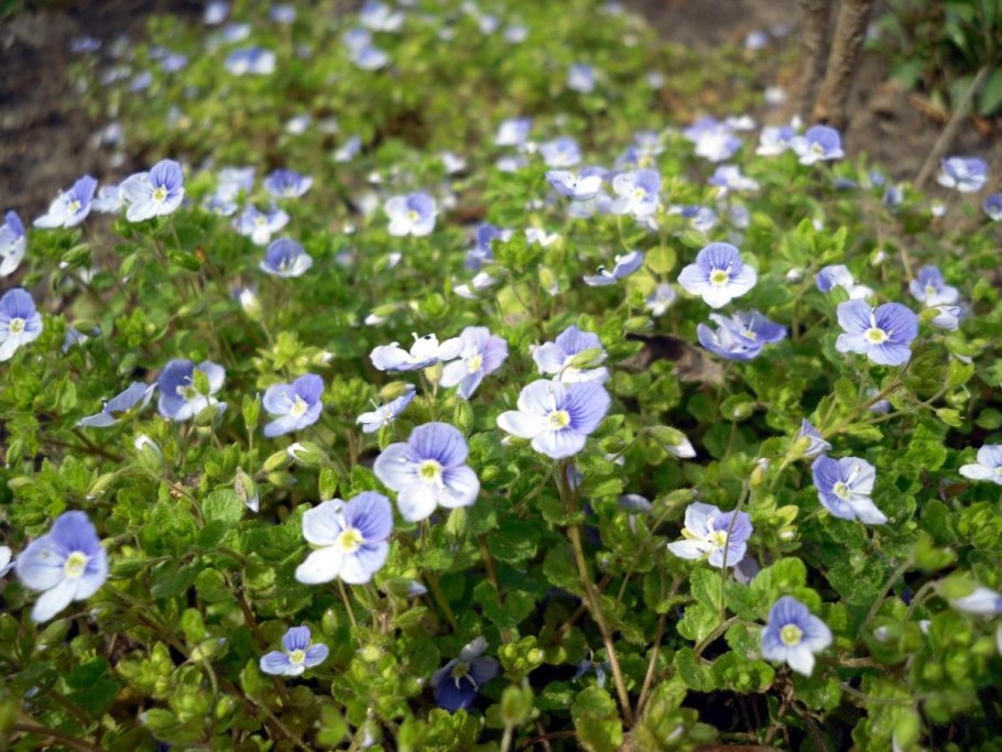 Почвопокровные вероника нитевидная