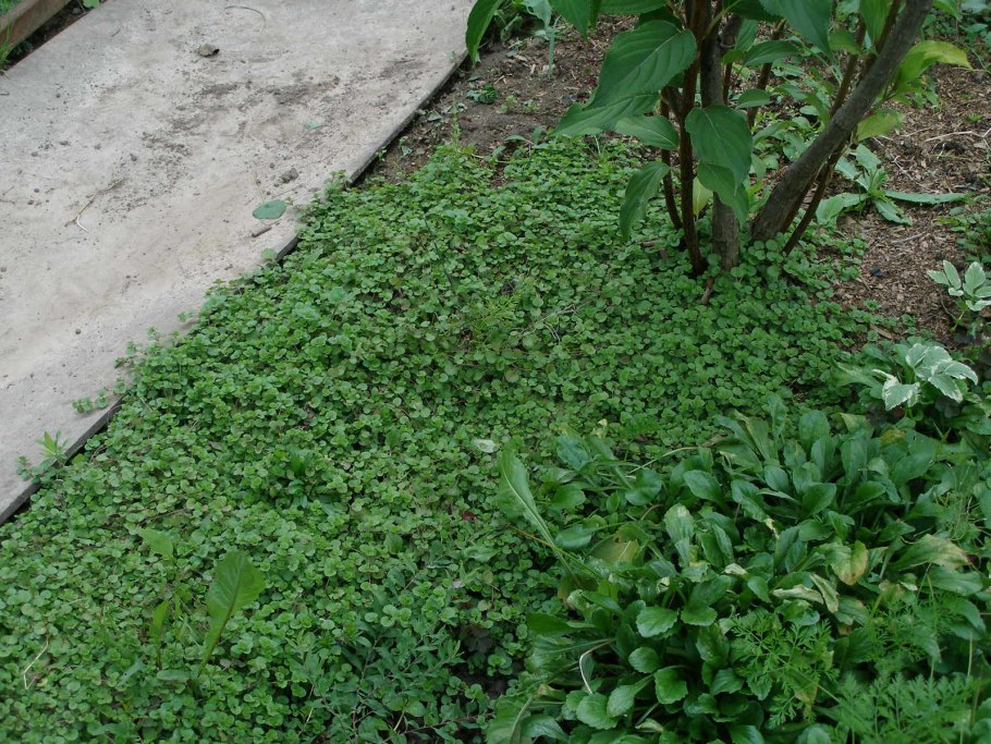 Вероника нитевидная ползучая