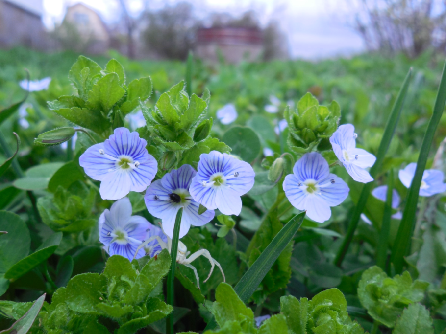 Цветок Вероника нитевидная