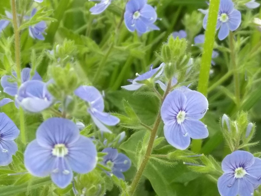 Вероника нитевидная ползучая