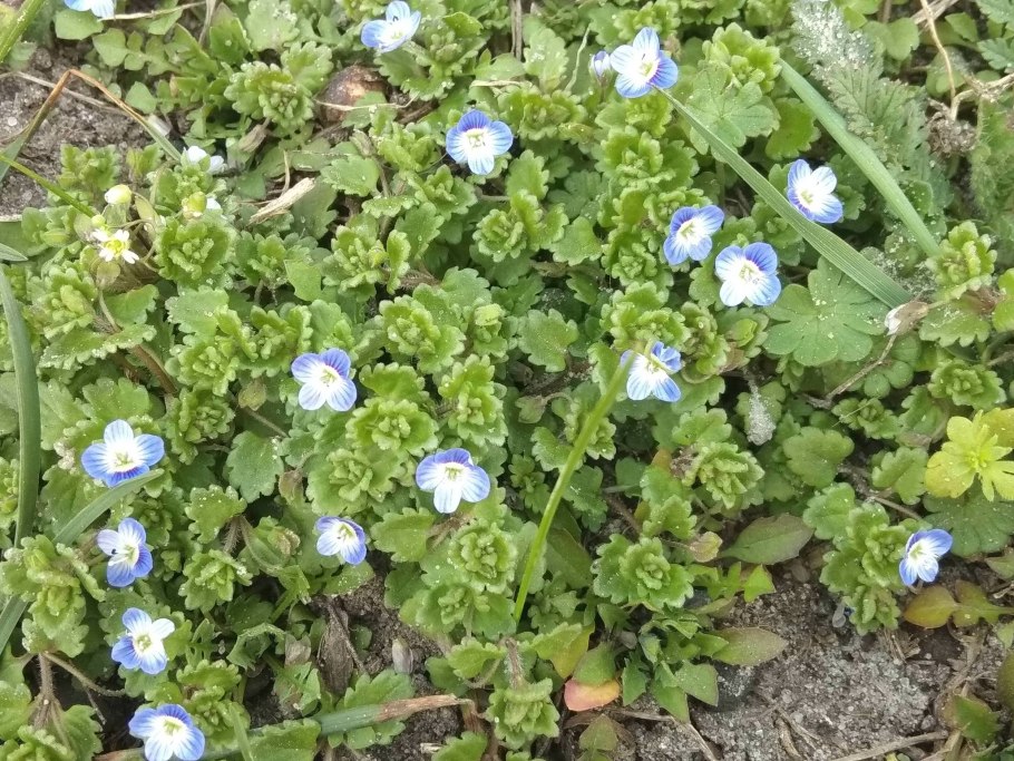 Вероника нитевидная голубая