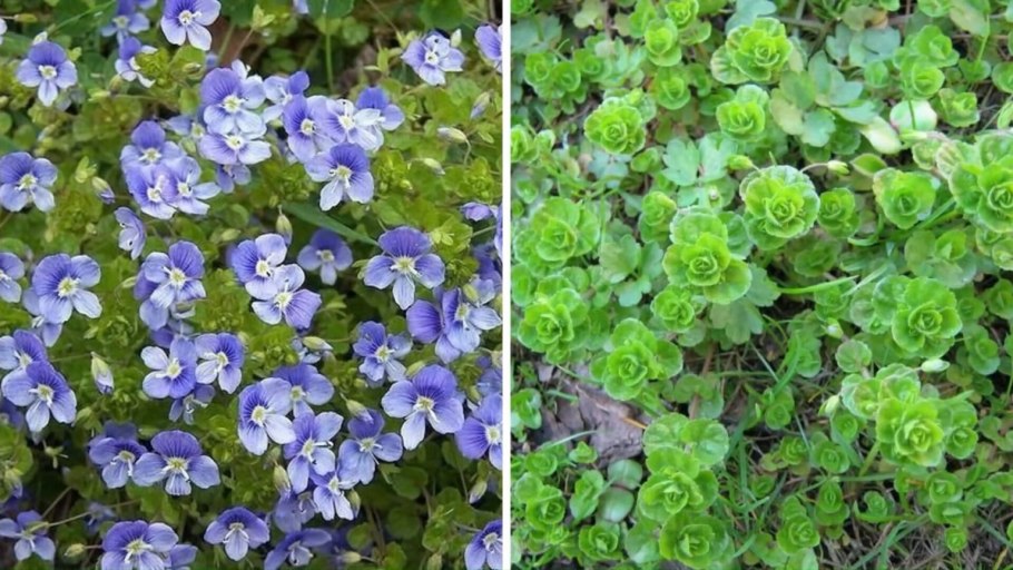 Вероника нитевидная ползучая