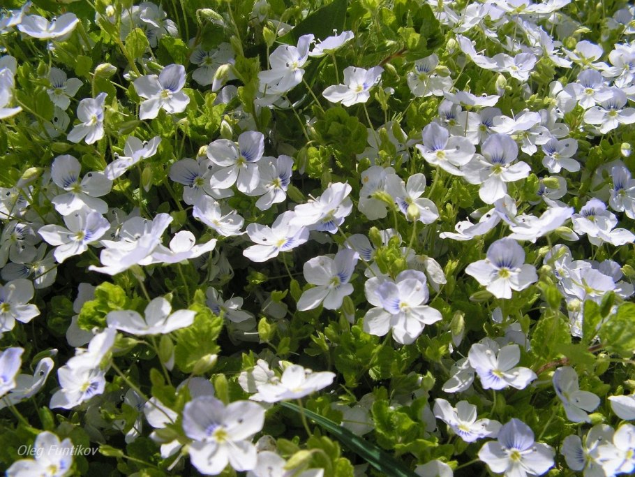 Вероника ползучая Репенс