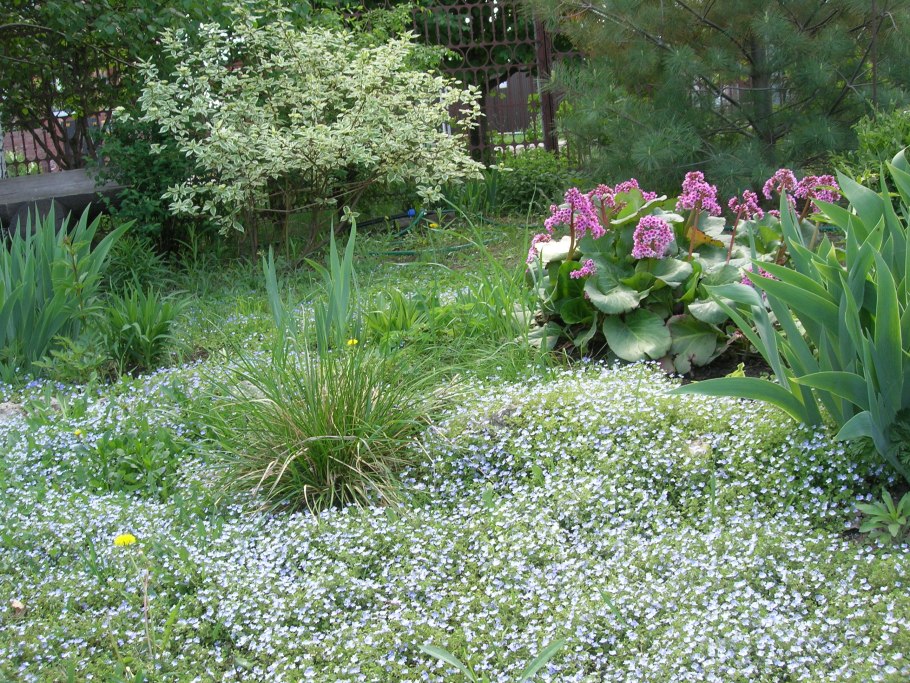 Цветок Вероника нитевидная