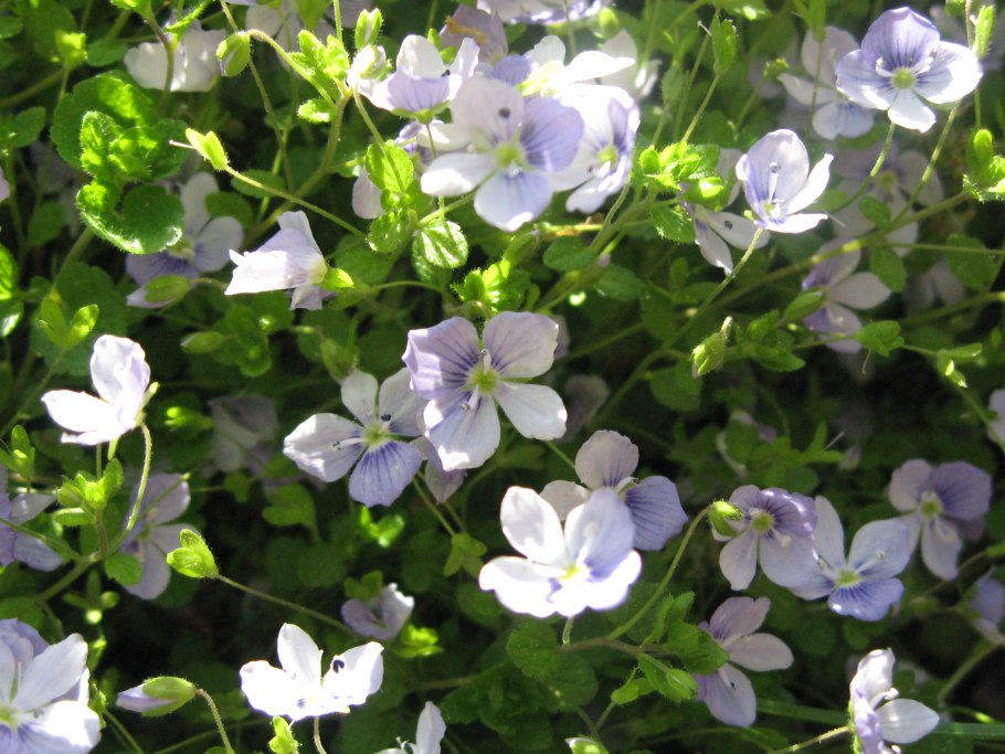 Вероника ползучая белая