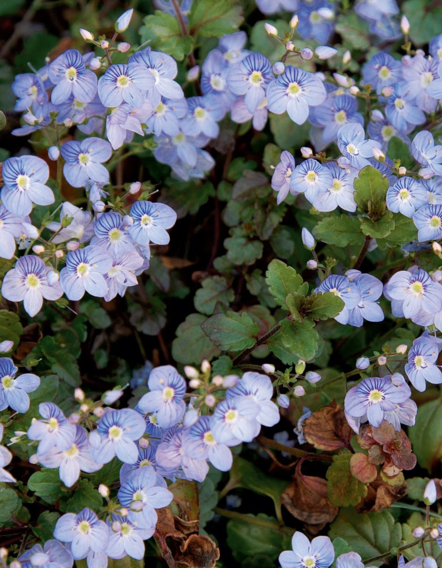 Вероника нитевидная газон