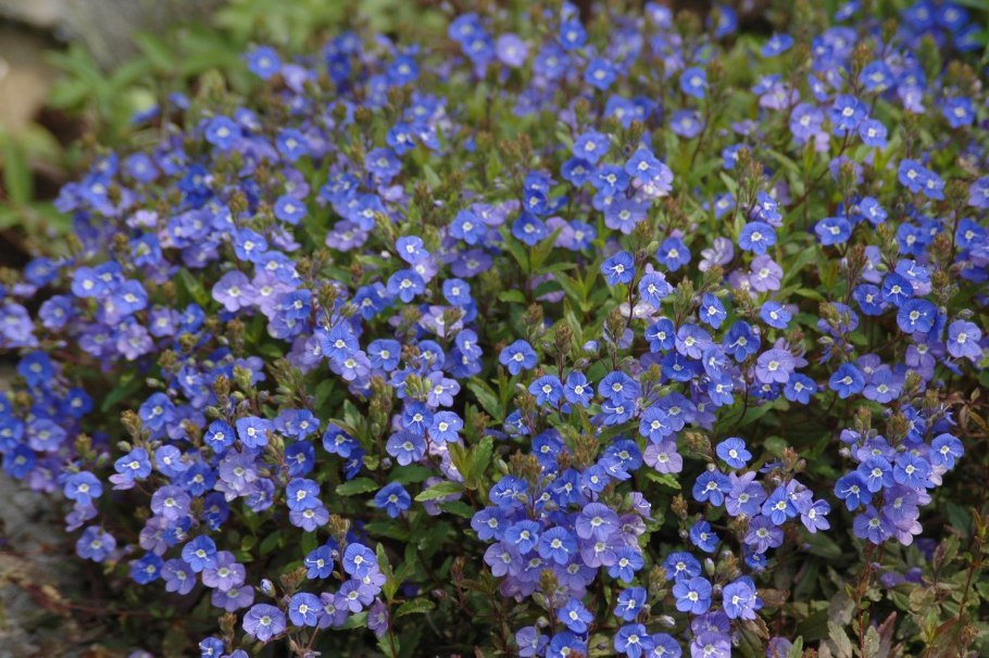 Вероника нитевидная или ползучая фото