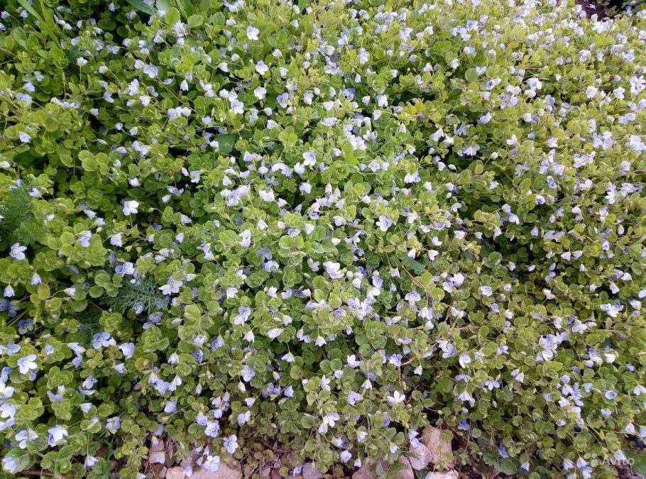 Вероника нитевидная Veronica filiformis