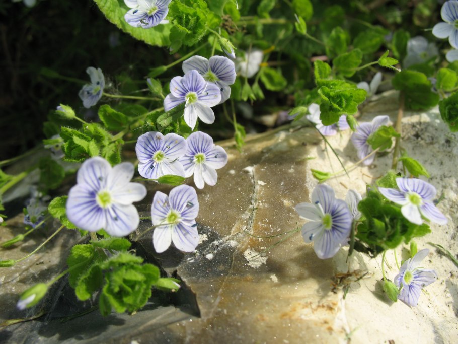 Почвопокровные Вероника нитевидная