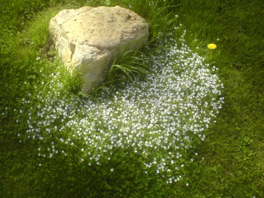 Вероника нитчатая трава