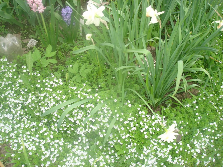 Вероника нитевидная в буковом лесу