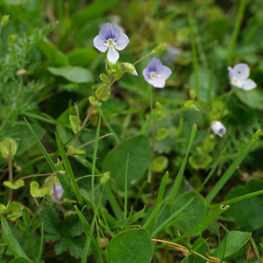Вероника нитевидная ползучая