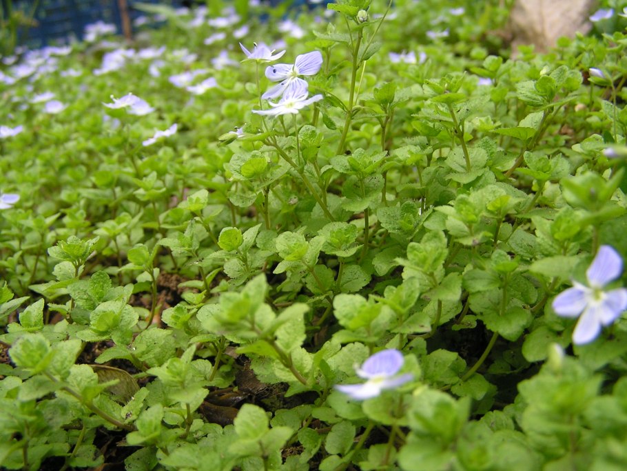 Почвопокровные Вероника нитевидная