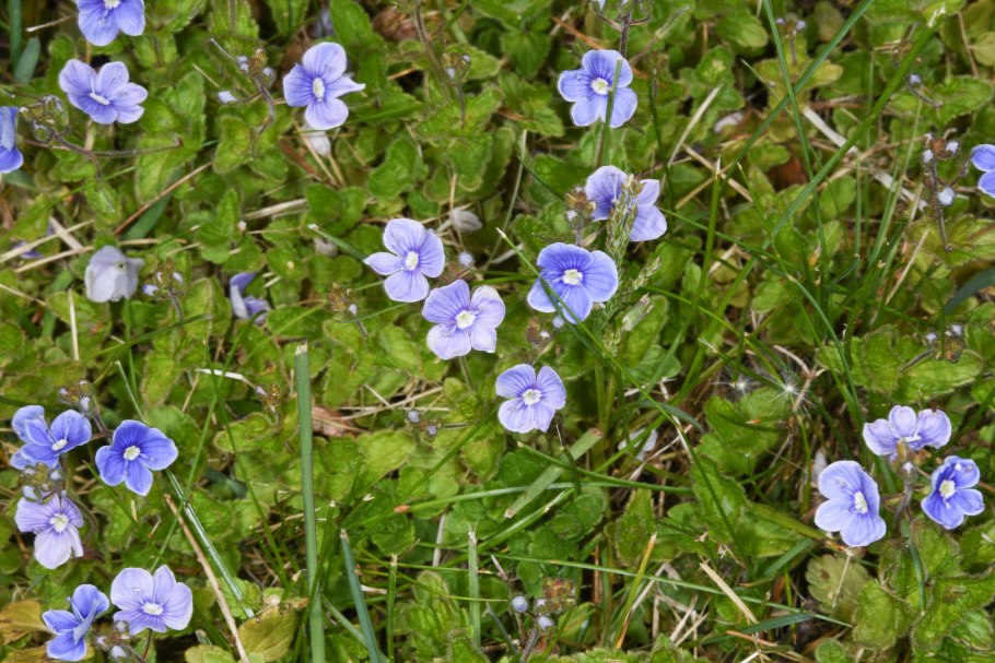 Вероника нитевидная газон