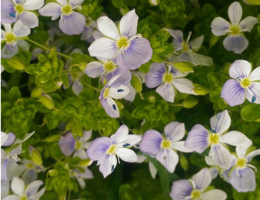 Почвопокровные многолетники Вероника