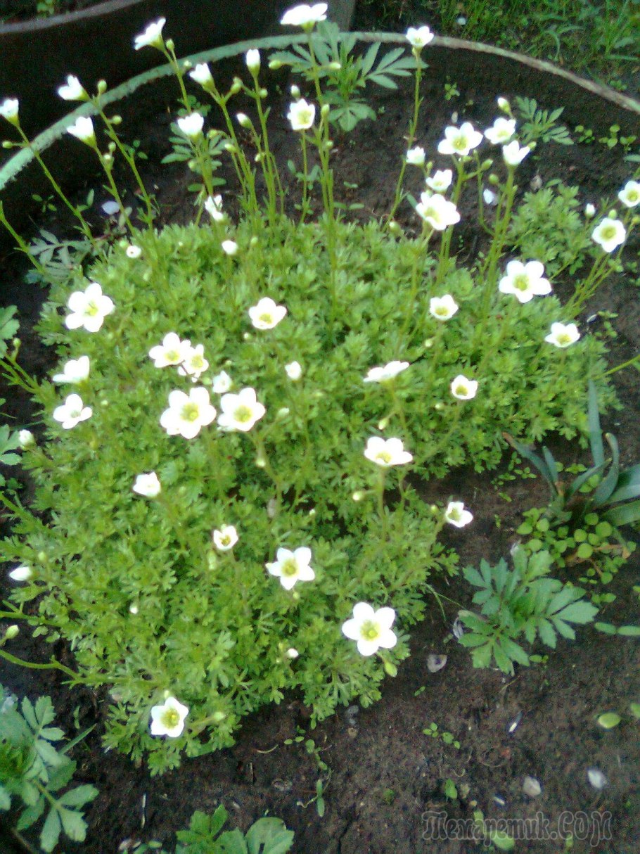 Вероника ползучая шелковая