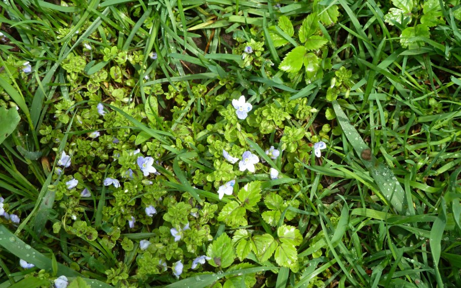 Вероника нитевидная и Ландыши