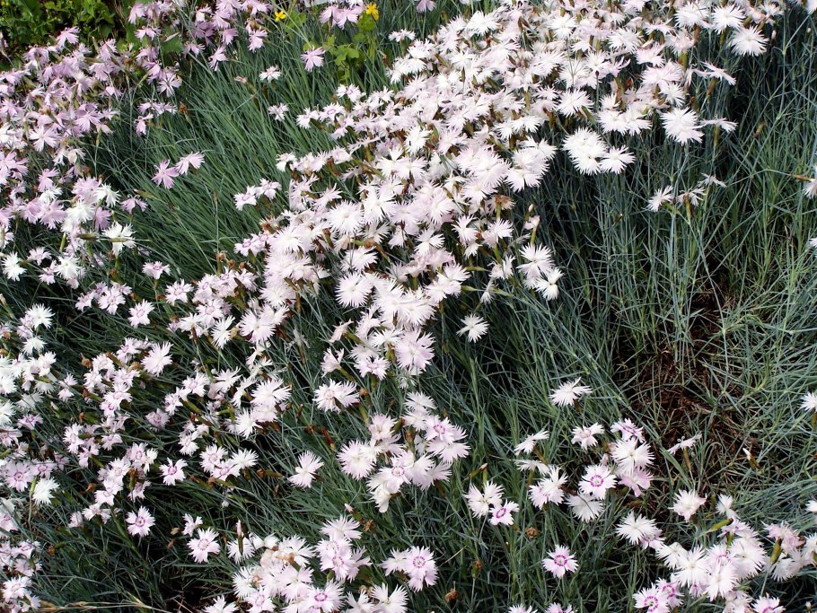 Гвоздика Песчаная Dianthus arenarius