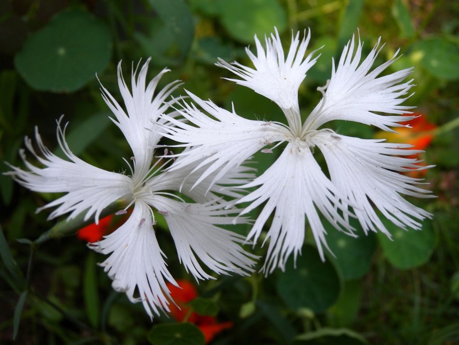 Сортовые гвоздики