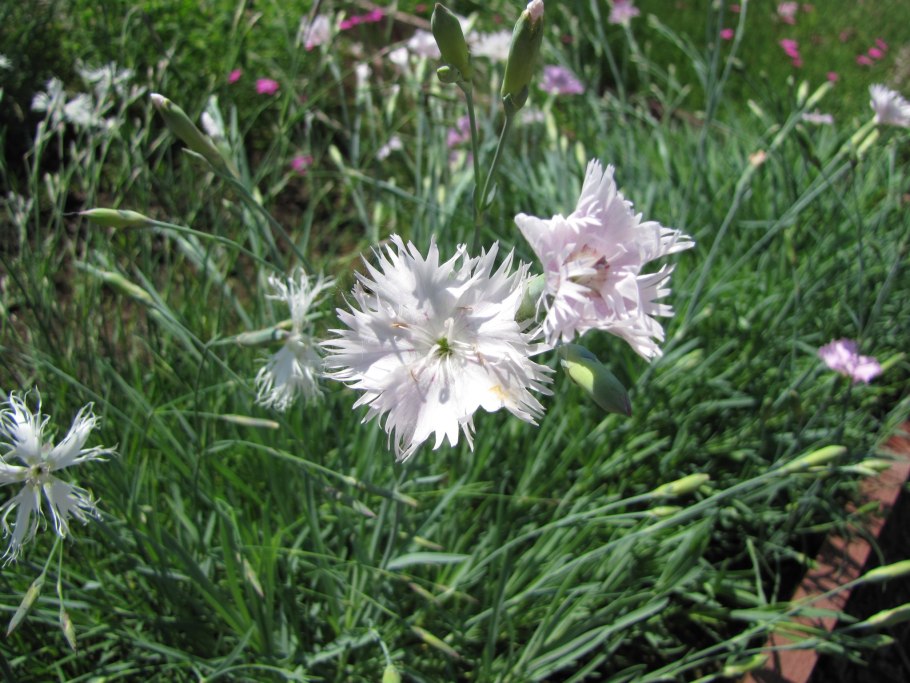 Гвоздика иглолистная Лесная