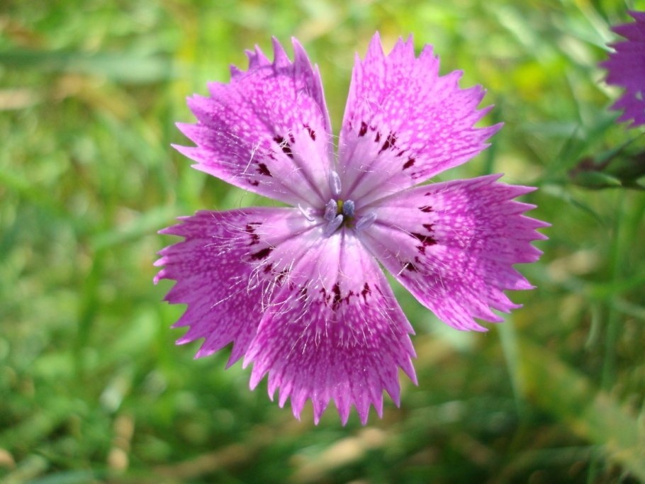 Dianthus tymphrasteus гвоздика димфрастеус