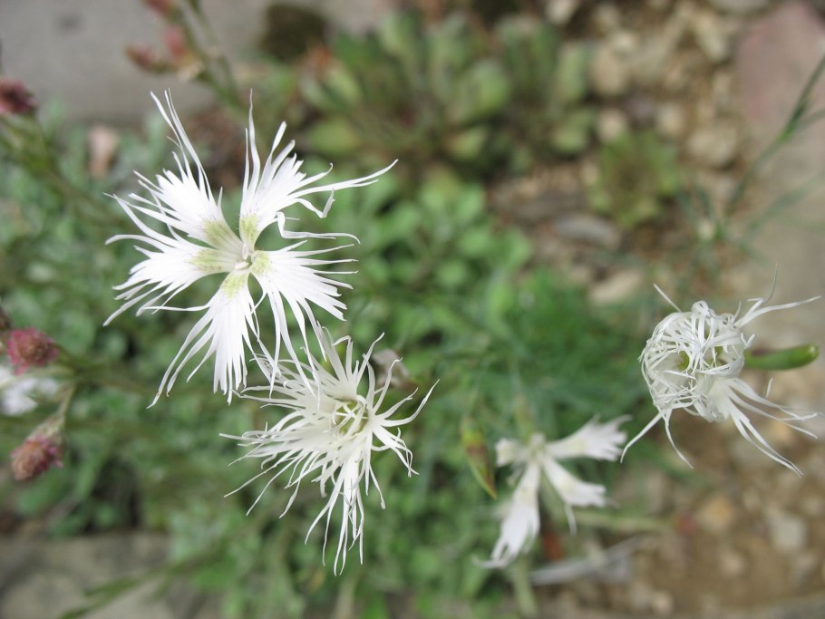 Dianthus acicularis