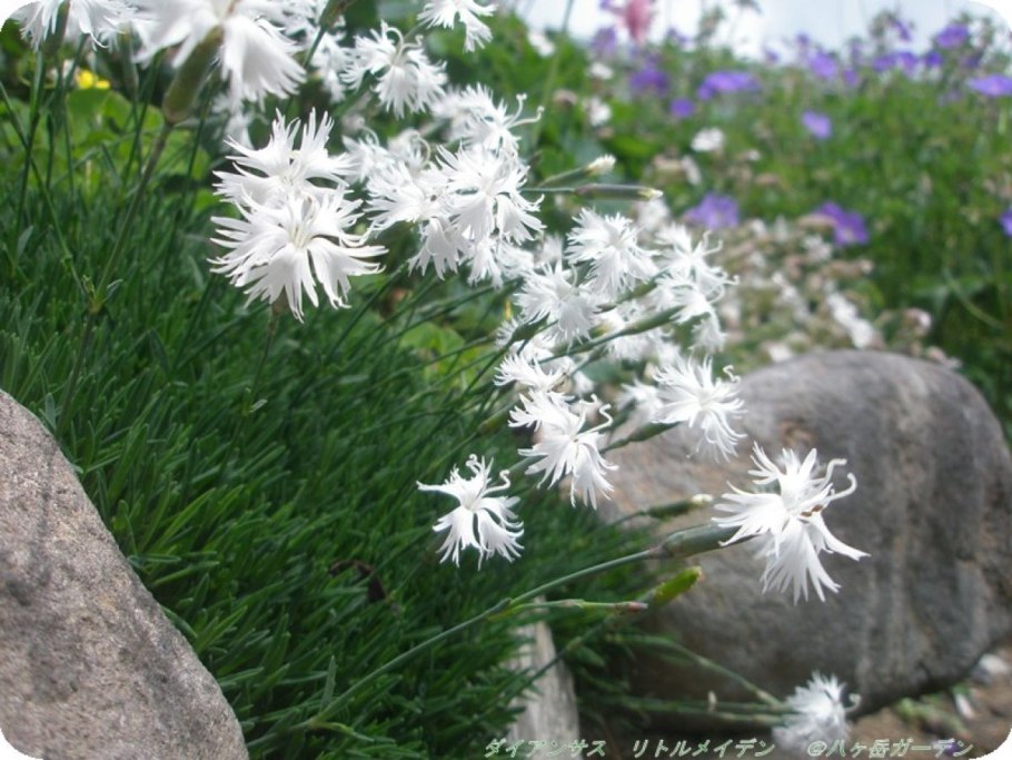 Гвоздика Dianthus arenarius