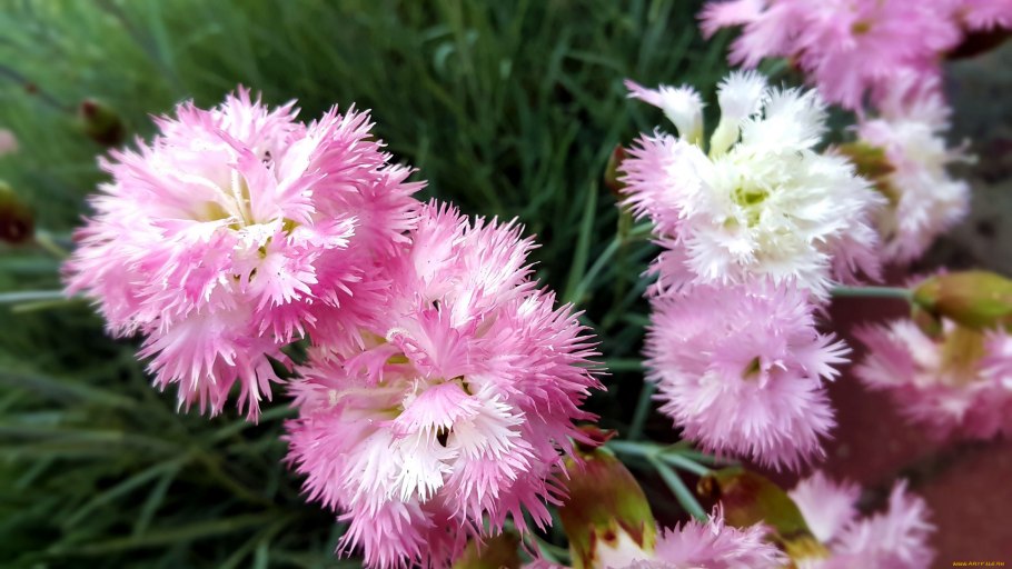 Гвоздика Уральская