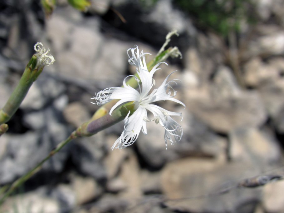 Dianthus leptopetalus