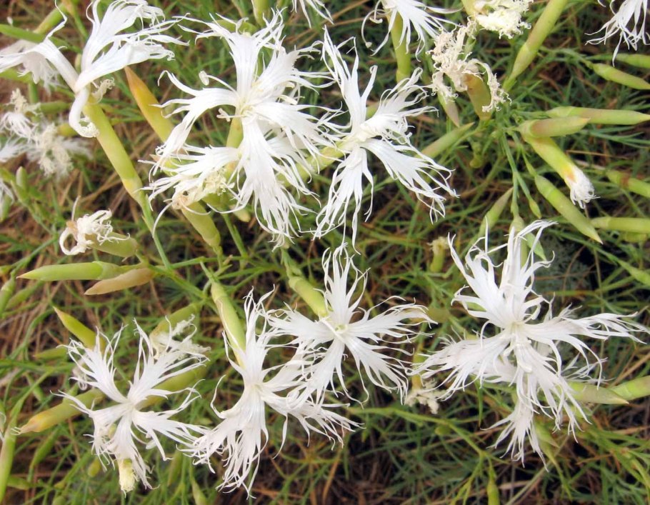 Гинодиэция