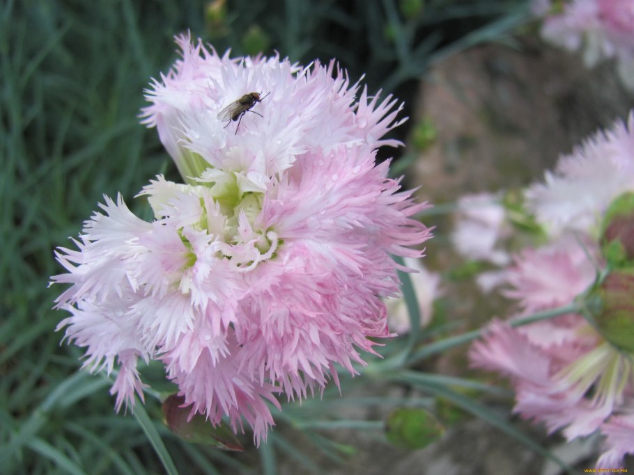 Гвоздика Песчаная перистая
