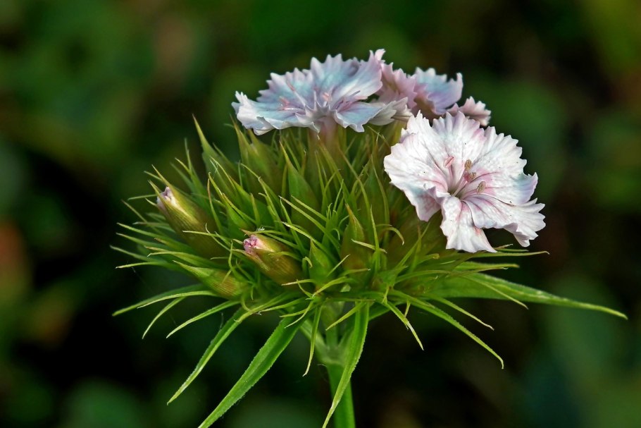 Гвоздика Уральская (Dianthus uralensis)