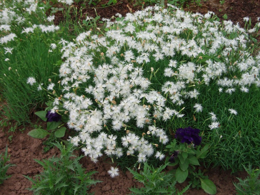 Цветы с плоскими лепестками