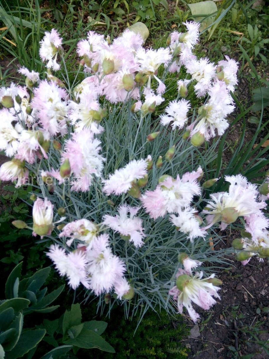 Гвоздика Песчаная Dianthus arenarius