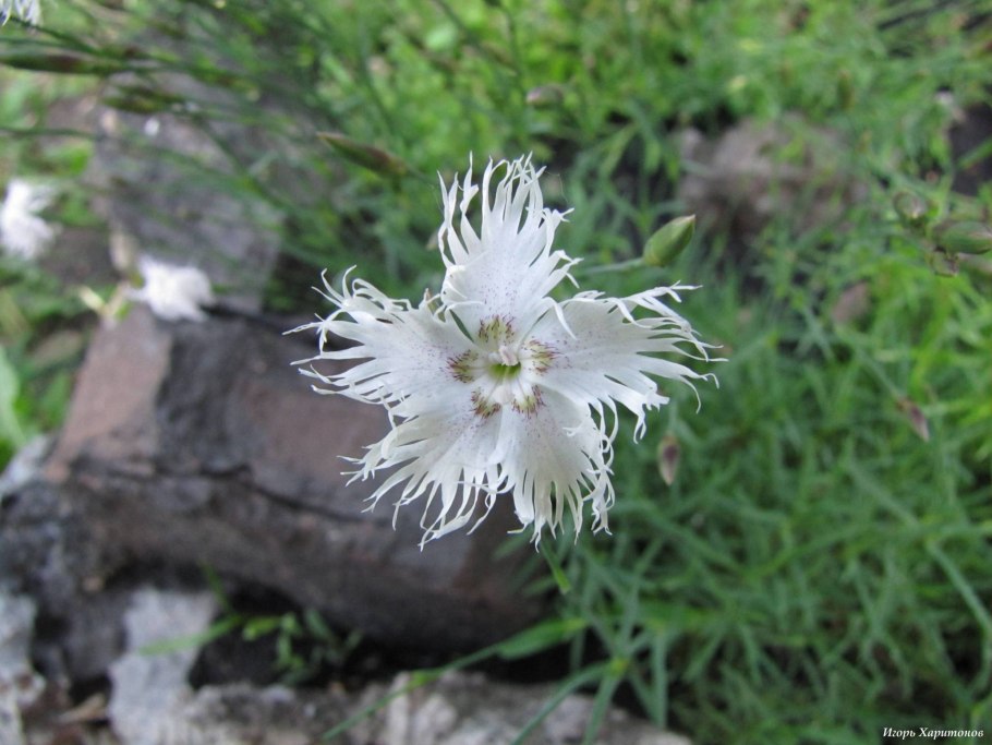 Dianthus uzbekistanicus