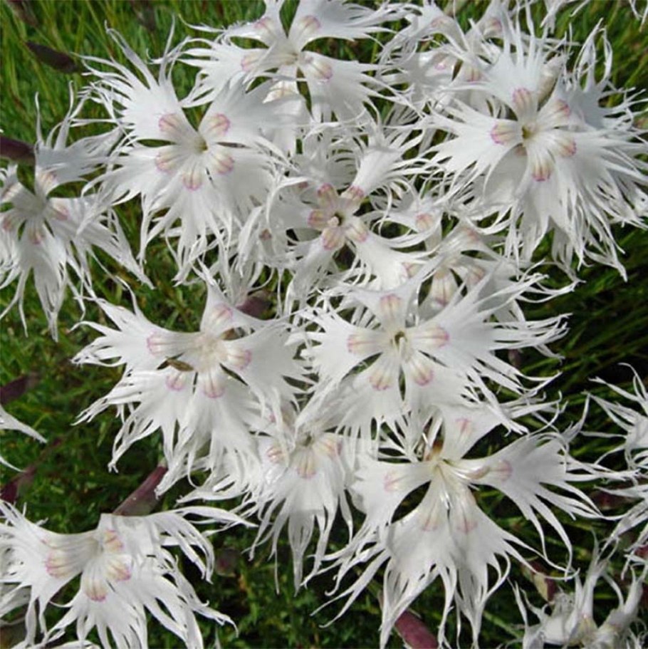 Dianthus acicularis