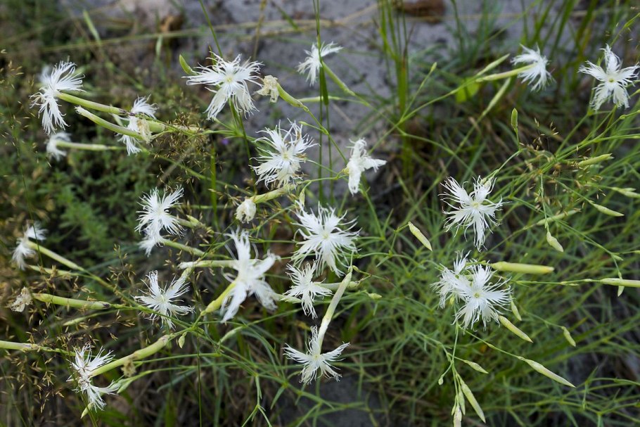 Ива иглолистная