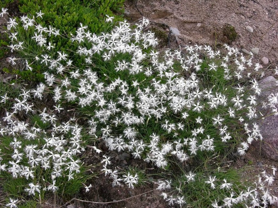 Гвоздика Волжская красная