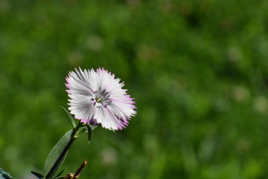 Гвоздика Уральская
