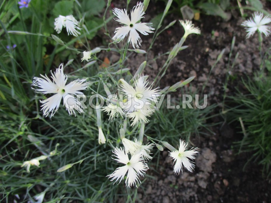 Гвоздика Свит Вильям белая