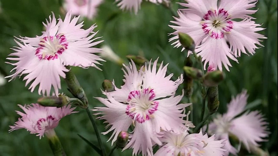 Гвоздика Садовая Авранчин