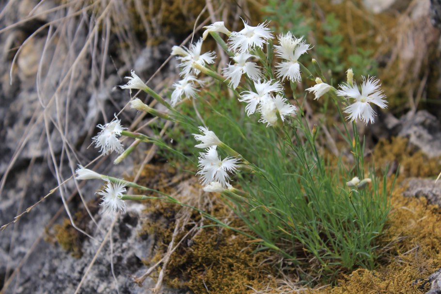 Гвоздика иглолистная Лесная